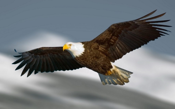 Bald eagle soaring through the air illustrating financial freedom