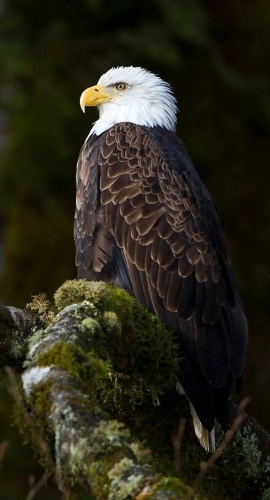 Image of bald eagle on green moss used for the cover of Financial Freedom course